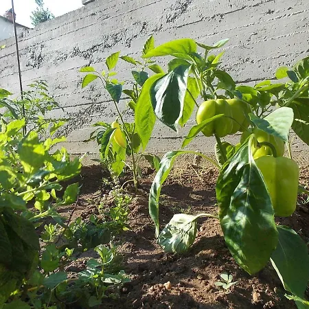 Kentia Skála Marión